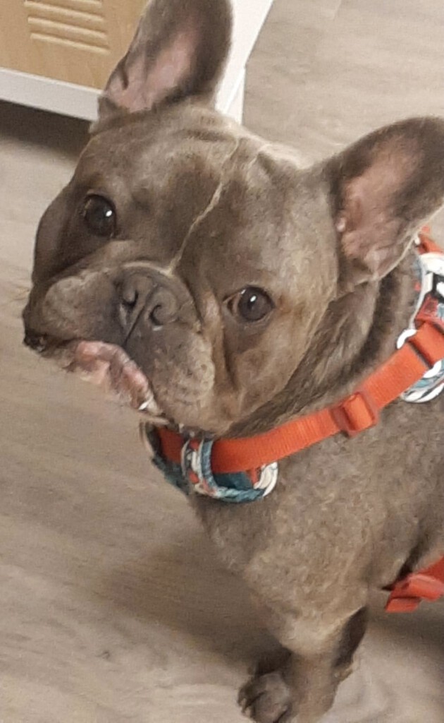 Sammy